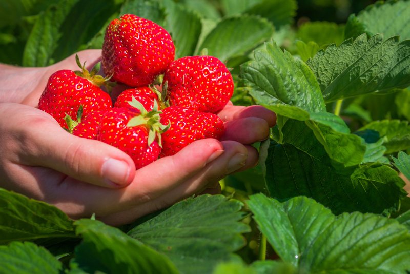 Hands Holding Freshly-Picked Strawberries
