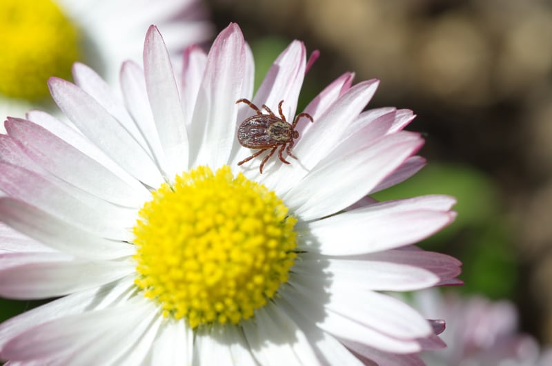 Tick on a daisy
