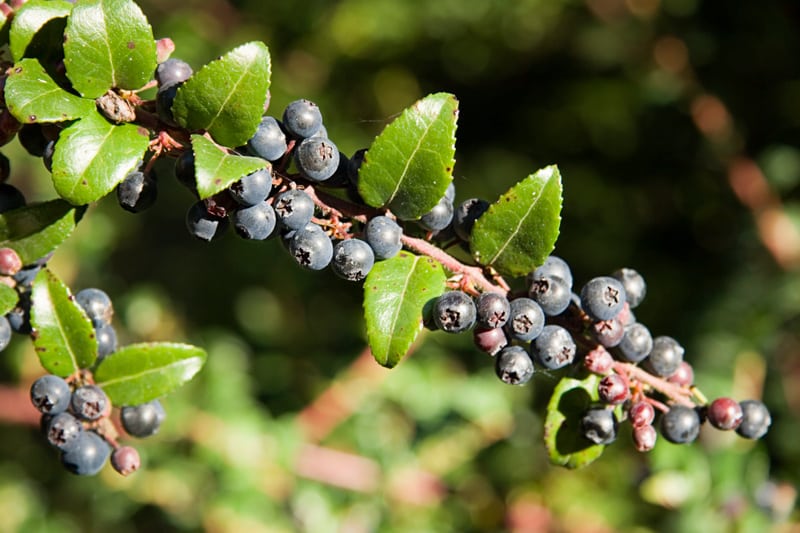 Huckleberry Branch with Berries
