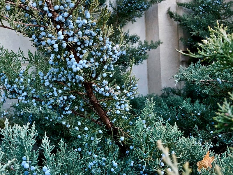 Juniper with Berries