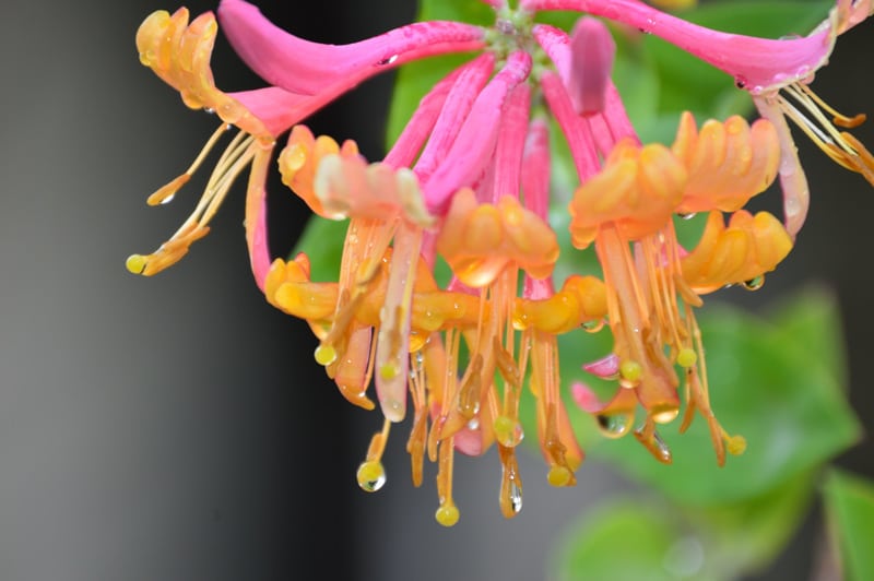 Single Orange Woodbine Blossom