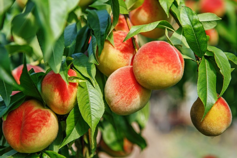 Peaches Growing on a Peach Tree
