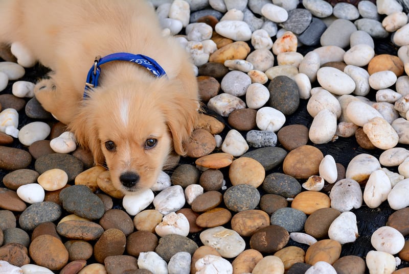 Cute Puppy Lying on Landscaping Stone