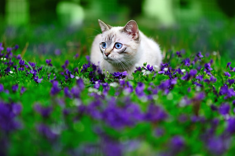 Beautiful Glue-eyed Cat in Garden of Purple Flowers