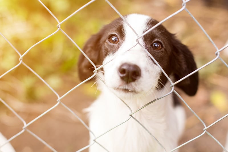 Young Dog Looking Through a Fence
