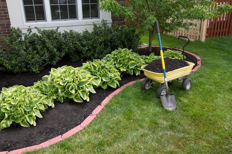Garden that has just been weeded and mulched