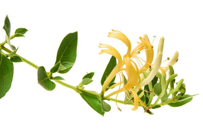 Honeysuckle Closeup