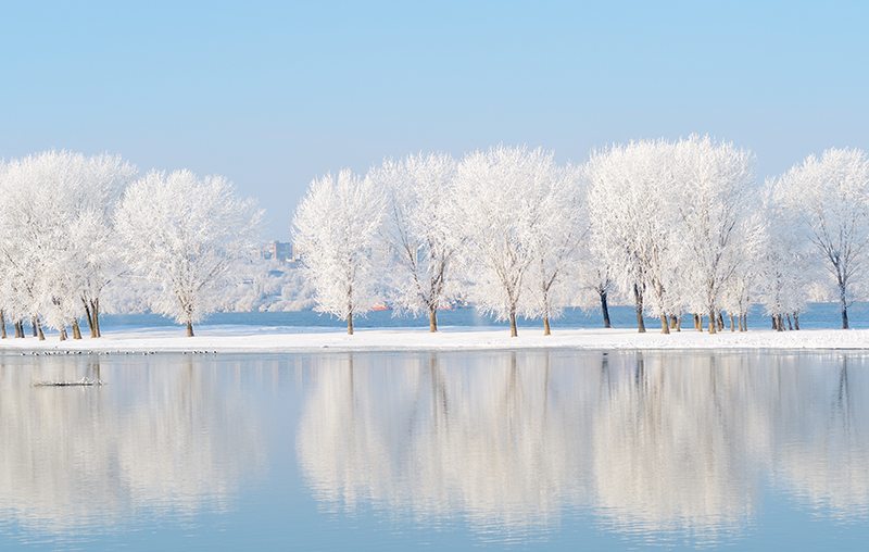 Snow Covered Trees Landscape