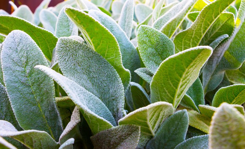 Lambs Ears Plant Closeup Shows Texture