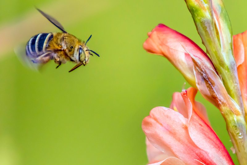 Closeup of a Bee About to Land on a Flower