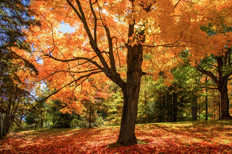 Sugar Maple Tree in Fall Color