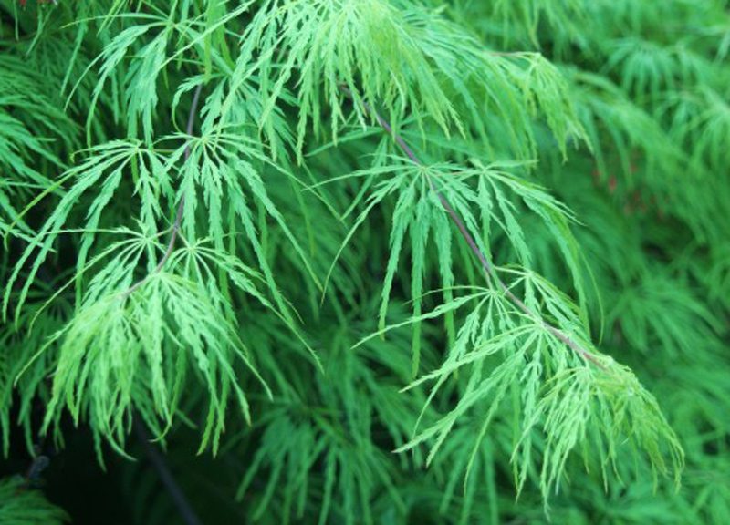 Threadleaf Japanese Maple Closeup
