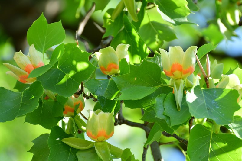 Tulip Tree Blossoms