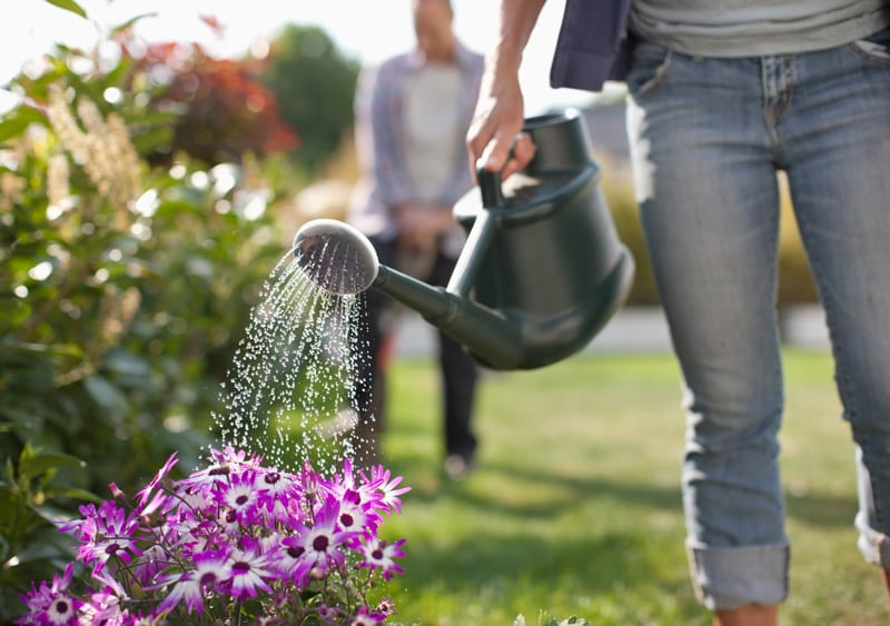 Person Watering Flowers in a Garden