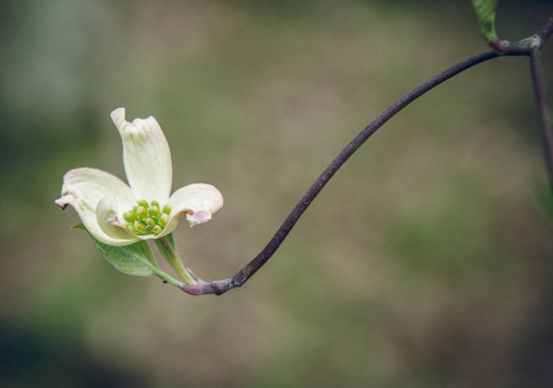 Single White Dogwood Flower