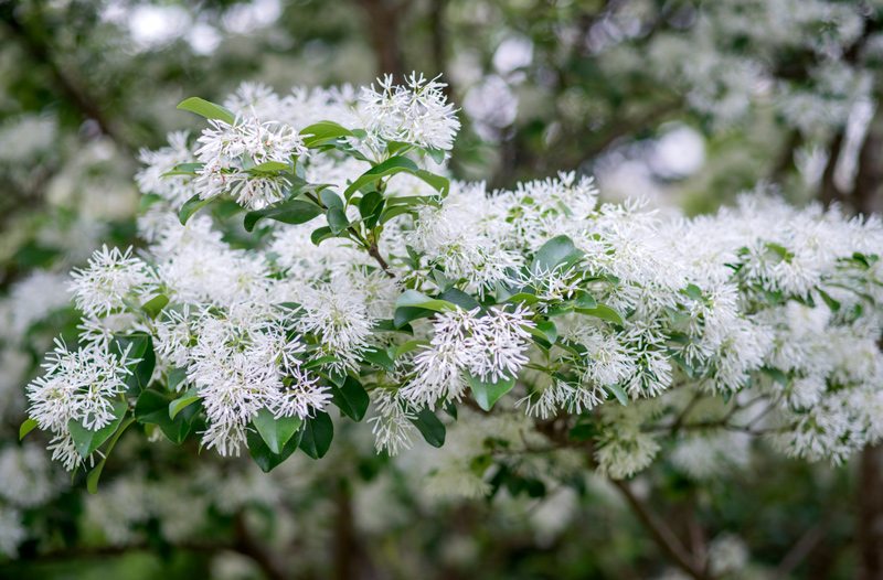 White Fringe Tree Branch