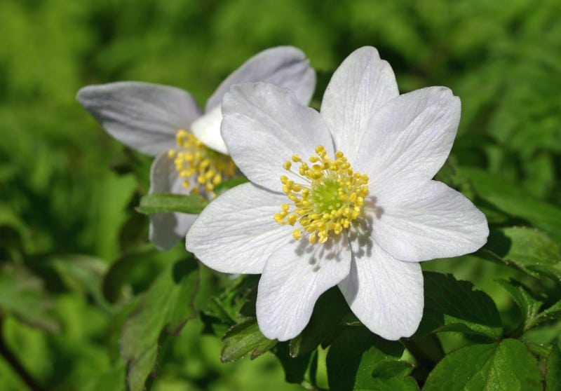 Wood Anemone Flower