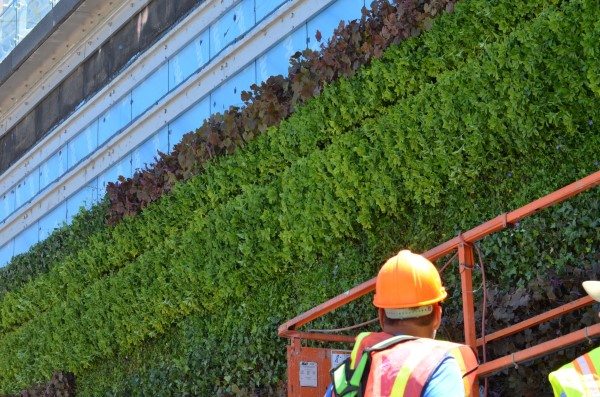 World Trade Center Living Wall